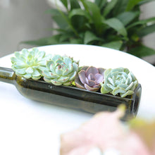 Load image into Gallery viewer, Succulent Wine Bottle Arrangement - Live Succulents
