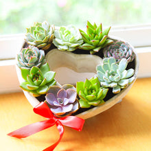Load image into Gallery viewer, Large Succulent Heart Arrangement - Mother&#39;s Day Gift 2025
