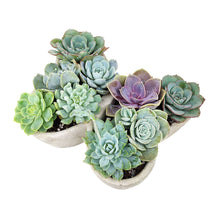 Load image into Gallery viewer, Butterfly Succulent Arrangement
