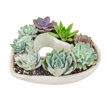 Load image into Gallery viewer, Large Succulent Heart Arrangement - Mother&#39;s Day Gift 2025
