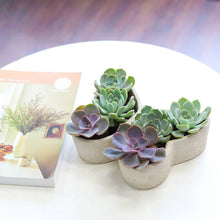 Load image into Gallery viewer, Butterfly Succulent Arrangement
