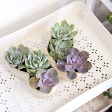 Load image into Gallery viewer, Butterfly Succulent Arrangement
