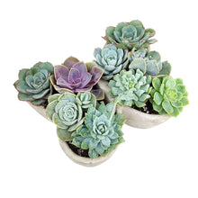 Load image into Gallery viewer, Butterfly Succulent Arrangement
