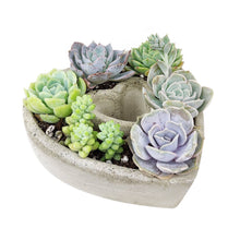 Load image into Gallery viewer, Succulent Heart Arrangement - Mother&#39;s Gift Ideas 2025
