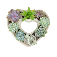 Load image into Gallery viewer, Large Succulent Heart Arrangement - Mother&#39;s Day Gift 2025
