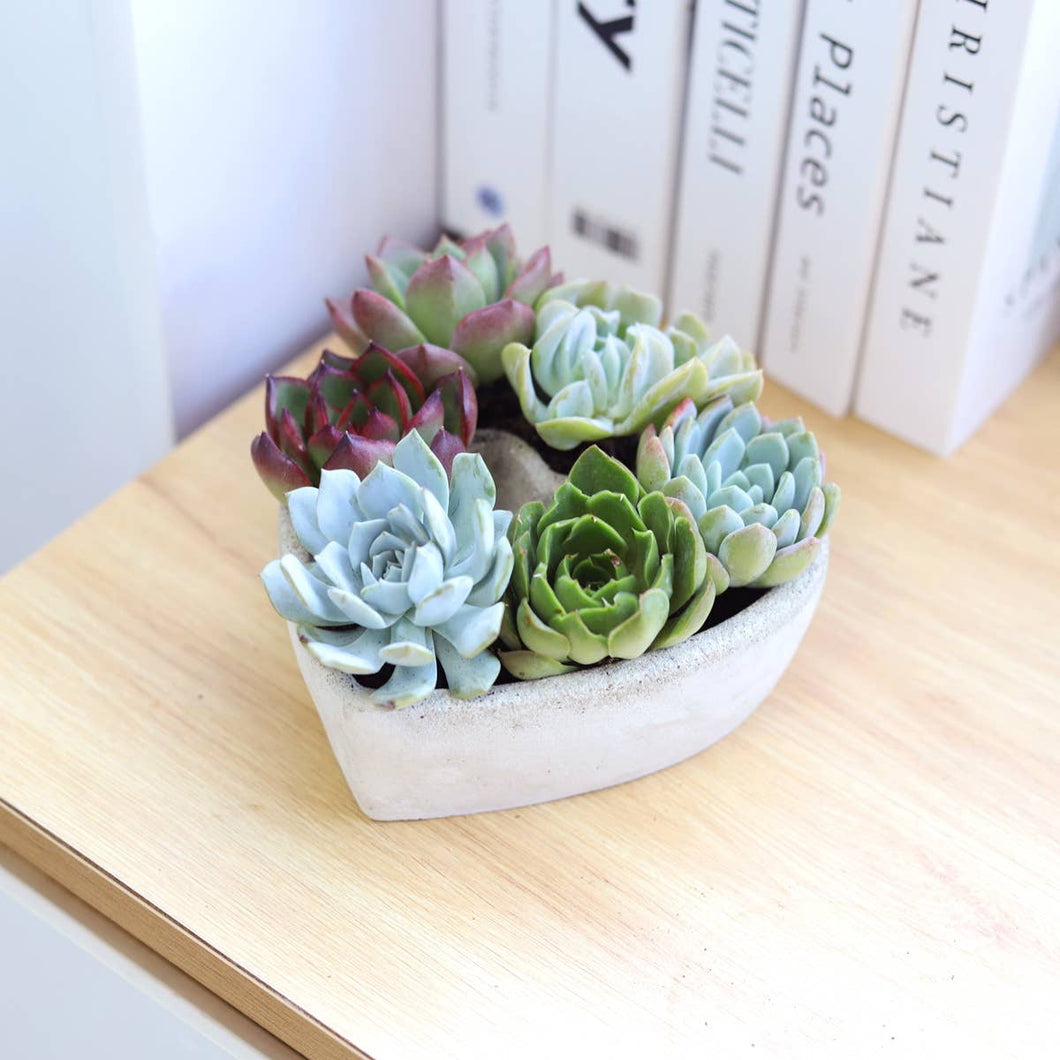 Succulent Heart Arrangement - Mother's Gift Ideas 2025
