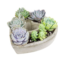 Load image into Gallery viewer, Succulent Heart Arrangement - Mother&#39;s Gift Ideas 2025
