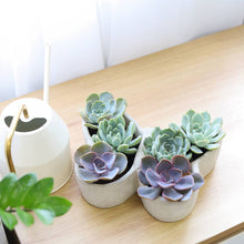 Load image into Gallery viewer, Butterfly Succulent Arrangement
