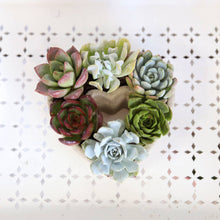 Load image into Gallery viewer, Succulent Heart Arrangement - Mother&#39;s Gift Ideas 2025
