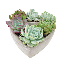 Load image into Gallery viewer, Succulent Heart Arrangement - Mother&#39;s Gift Ideas 2025
