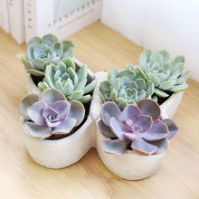 Load image into Gallery viewer, Butterfly Succulent Arrangement

