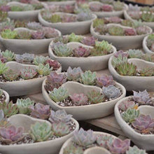 Load image into Gallery viewer, Large Succulent Heart Arrangement - Mother&#39;s Day Gift 2025
