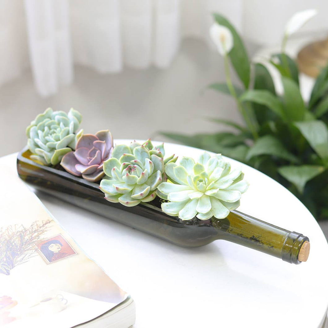 Succulent Wine Bottle Arrangement - Live Succulents