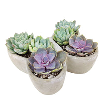 Load image into Gallery viewer, Butterfly Succulent Arrangement
