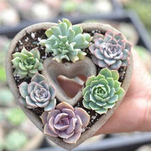 Load image into Gallery viewer, Succulent Heart Arrangement - Mother&#39;s Gift Ideas 2025
