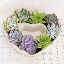 Load image into Gallery viewer, Large Succulent Heart Arrangement - Mother&#39;s Day Gift 2025
