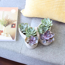 Load image into Gallery viewer, Butterfly Succulent Arrangement
