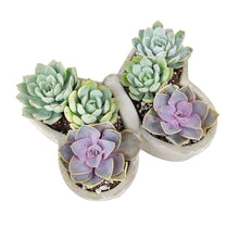 Load image into Gallery viewer, Butterfly Succulent Arrangement
