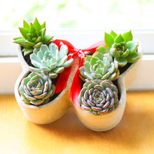 Load image into Gallery viewer, Butterfly Succulent Arrangement
