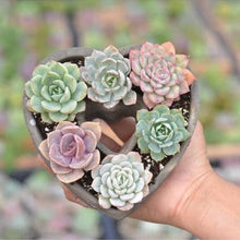 Load image into Gallery viewer, Succulent Heart Arrangement - Mother&#39;s Gift Ideas 2025
