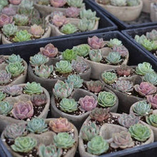 Load image into Gallery viewer, Succulent Heart Arrangement - Mother&#39;s Gift Ideas 2025
